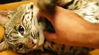 Découvrez comment réagit ce lynx sauvage recueilli dans la nature dès qu'un humain commence à le caresser... Ohhh !