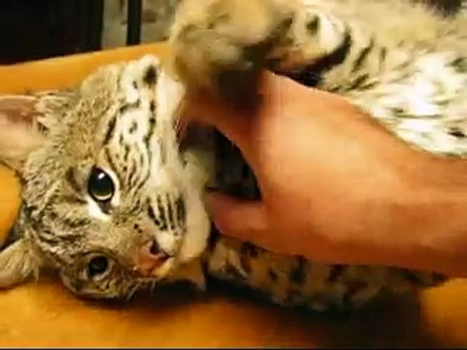 Découvrez comment réagit ce lynx sauvage recueilli dans la nature dès qu'un humain commence à le caresser... Ohhh !