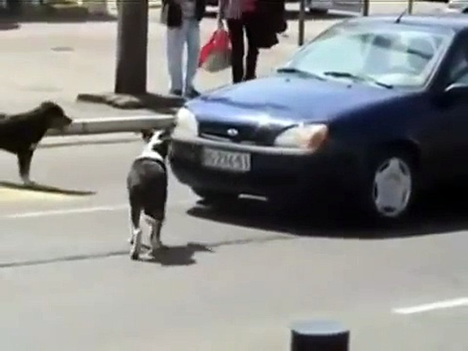 Un homme menace d'écraser des chiens, et il joue de son klaxon... jusqu'à ce qu'il ait EXACTEMENT ce qu'il mérite !