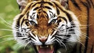 Tigers Revenge - Nat Geo Wild Documentary