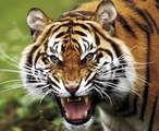 Tigers Revenge - Nat Geo Wild Documentary