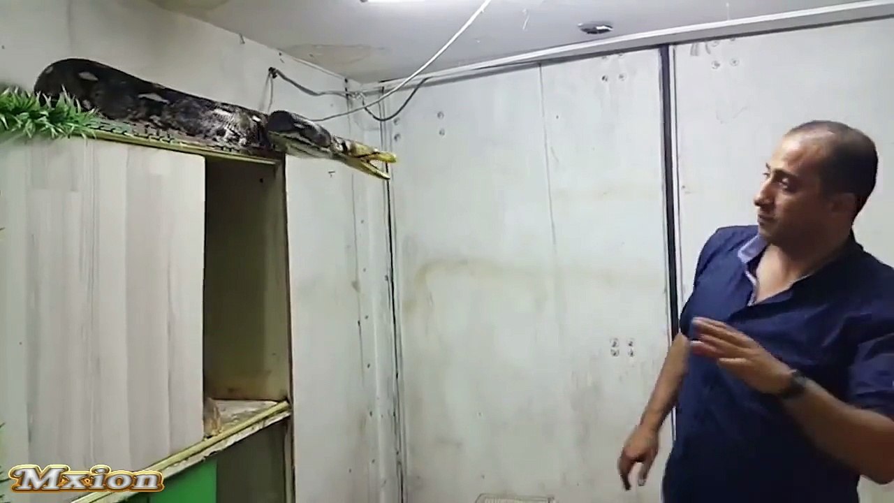 Čovek hvata ogromnu Zmiju