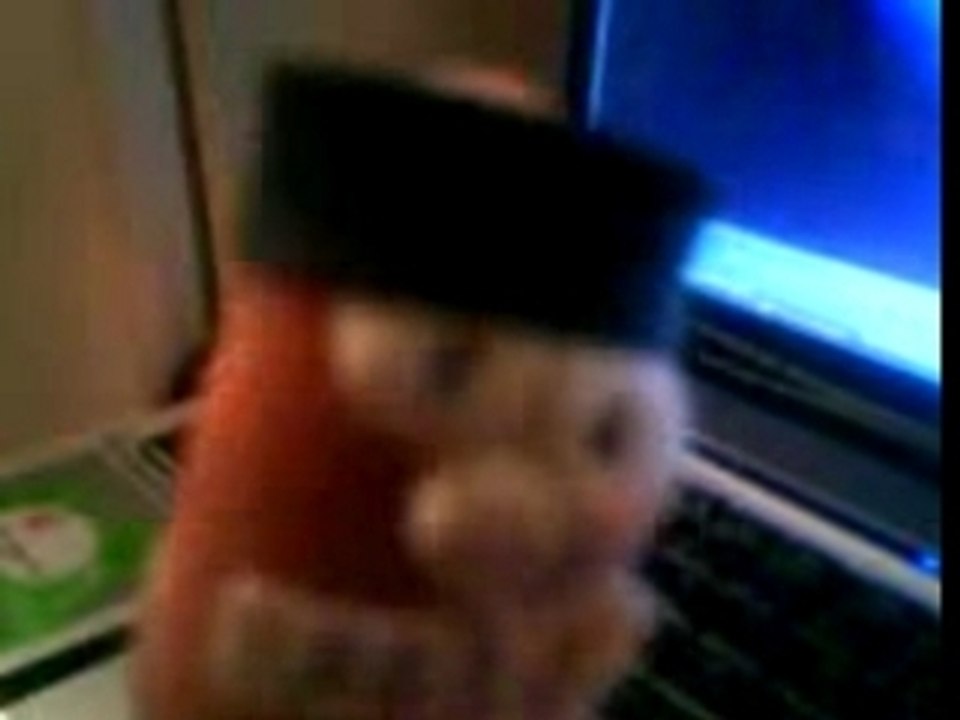 Spider Cochon spider cochon spider cochon spider cochon