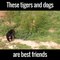 These tigers and dogs are best friends