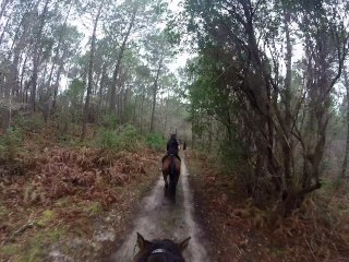 dunes dans les pins  de Biscarrosse Mars 2017