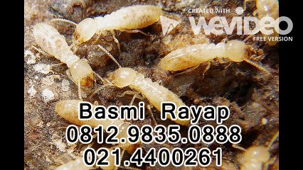 Jasa Basmi Rayap - Anti Rayap di Jakarta - 081298350888 - 021.4400261
