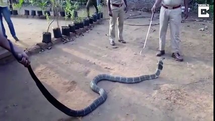 Kobraya Pet Şişeden Su İçiren Adam Gibi Adamlar