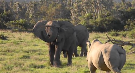 Elephant Shows Rhino Who's Boss