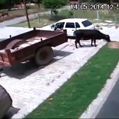 akıllara zarar inek hırsızlığı