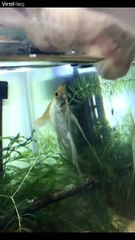 Ce poisson vient faire un bisous au chat... Risqué non?!