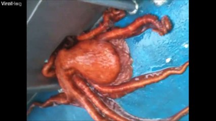 Ce poulpe est le roi de l'évasion... Incroyable!