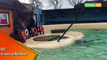 Huy - Les otaries du Mont Mosan