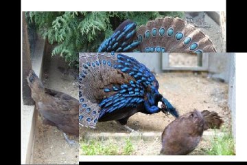 मोर से भी ज्यादा सुन्दर दिखता है यह पक्षी