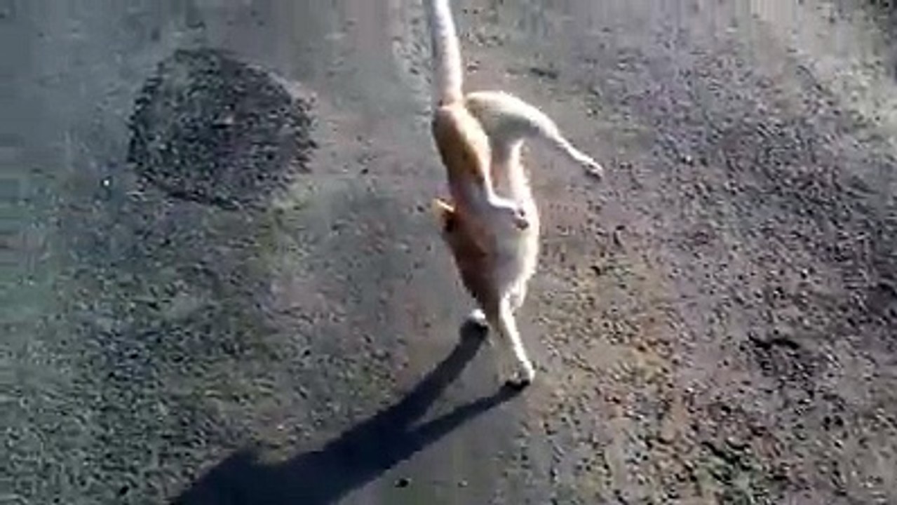 Crazy cat so funny video ever