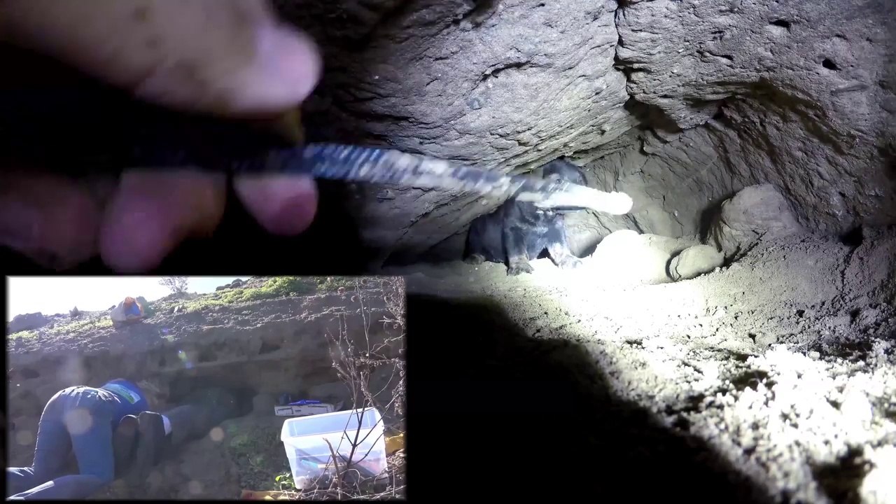 Sauvetage de chiots enterrés vivant 5 mètres sous-terre !!