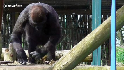 Gorilla youngster goes wild in his zoo enclosure