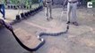 Un cobra royal mourant de soif boit dans une bouteille d’eau et fait le buzz sur le WEB