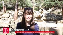 Trois nouveaux oursons au Parc des Pyrénées