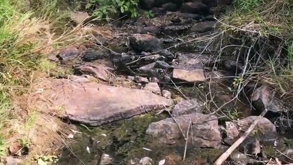 Dã Ngoại Việt TV- Leo Núi Bẫy Gà Rừng- Thằng Mập Bò Lên Núi.