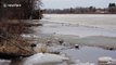 Cute beaver swims under ice and disappears