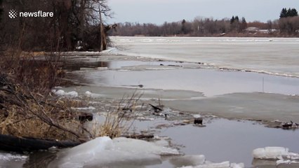 Cute beaver swims under ice and disappears