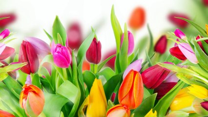 Avon Chandigarh florist