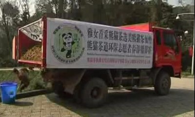 Teh Termahal di Dunia Hasil Fermentasi Perut Panda