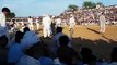 Bull Race Some Where In Pakistan