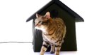 7 Things Your Cat Wants On Amazon (Part 2)-4OqTuqq6TJQ