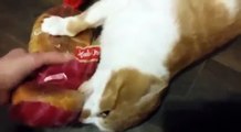 Un chat vole un paquet de pain à sa maîtresse, et ne veut pas le lui rendre !