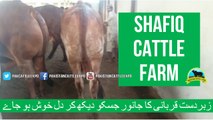367 || Cow Qurbani for eiduladha || Bakra eid in karachi, Pakistan || Cow mandi