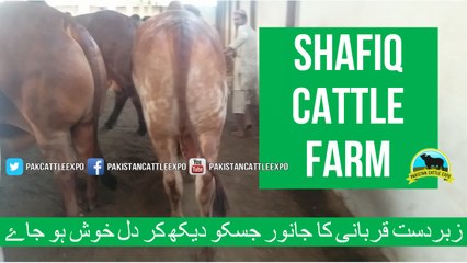 367 || Cow Qurbani for eiduladha || Bakra eid in karachi, Pakistan || Cow mandi