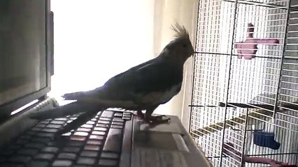 Laptop Tuşu Söken Sultan Papağanı