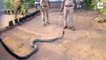 Rescued Cobra Drinks Water From Bottle
