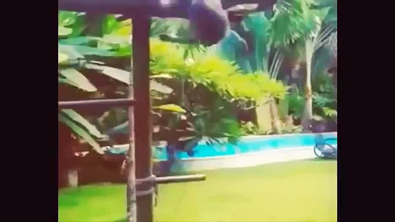 Monkeys getting naughty with girls