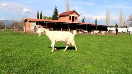 Mühendis ve Kimyagerin Hayatı Keçi Çiftliğiyle Değişti