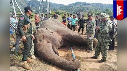 野生のアジアゾウが送電鉄塔を倒し感電死　カンボジア