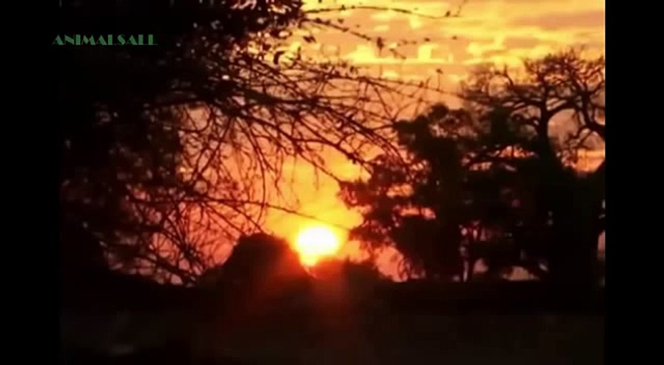 Lion Hunts And Kills Hyena