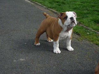 Chiots Tan'rei Bulls 10 semaines Archie & Mystic