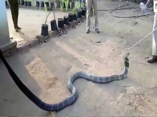 SNAKE DRINKING WATER