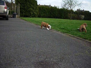 Chiots Tan'rei Bulls 10 semaines Archie & Mystic