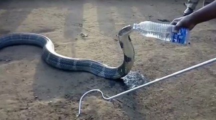 Un immense cobra mortel désespérément assoiffé reçoit de l’eau d’un villageois