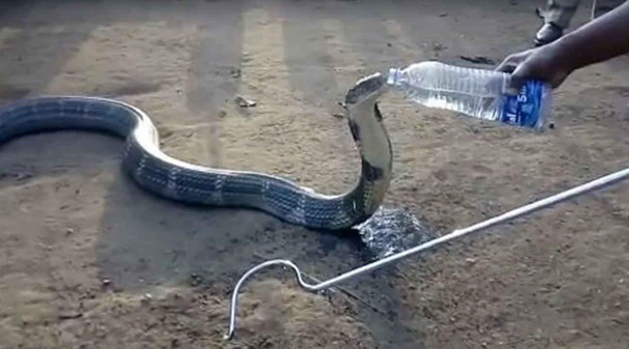 Un immense cobra mortel désespérément assoiffé reçoit de l’eau d’un villageois