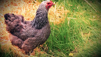 ΑΠΙΣΤΕΥΤΟ!ΓΙΓΑΝΤΙΑΙΟ ΚΟΤΟΠΟΥΛΟ ΠΟΥ ΠΟΤΕ ΠΡΙΝ ΔΕΝ ΕΙΔΑΤΕ ΕΝΤΟΠΙΣΤΗΚΕ ΣΤΟ ΕΞΩΤΕΡΙΚΟ!