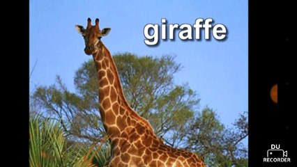 Let's Watch Baby Dolittle World Animals (2001) Part 4