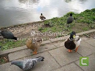 The difference between pigeons in Spain and Saudi Arabia (funny 2017)