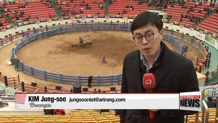 Cheongdo Bullfighting Festival kicks off