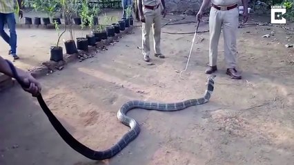 Rescued Cobra Drinks Water From Bottle
