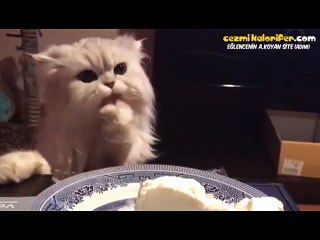 Bir Yandan Peyniri Gömüp Bir Yandan da Survivor İzleyen Kedi