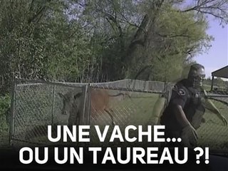 La course-poursuite du siècle : flic vs vache